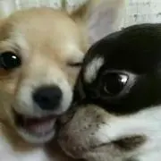 にゃっち♪の画像