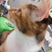 こざ