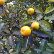金柑の画像