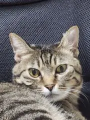 みみの画像