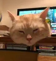 paopaoの画像