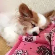 あきゃね★！の画像