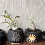 土の音 tsuchinootoの画像