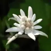 rebunの画像