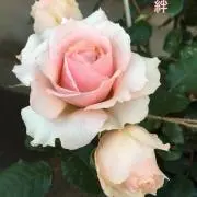 yamorinkoの画像
