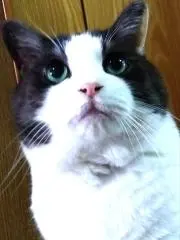 aruruの画像