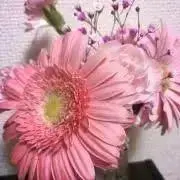 natsukiの画像