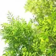 noyuの画像