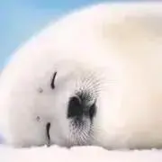 ゴマの画像