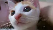 たけやんの画像
