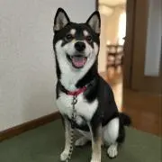 やまっぷ❗️の画像