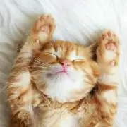 みーぴ