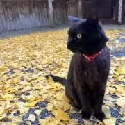 おいもの画像