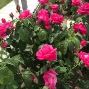 Rosey
