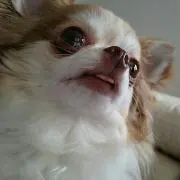 こぐまの画像