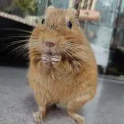 ぱたみゅんの画像