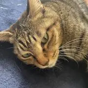 猫太郎