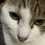 とめぞう