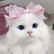 ୨୧の画像