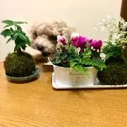 くりえの画像