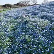 Noelの画像