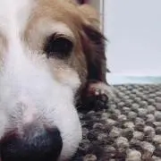 りんちぇる