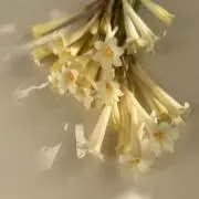 mizumizuの画像