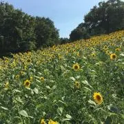 まろここ