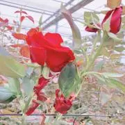 べー