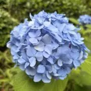 しさ　注意事項はプロフの画像