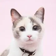 し〜の画像
