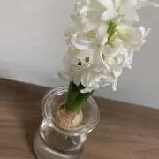 Lunaの画像