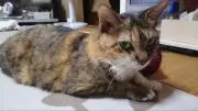 花猫の画像