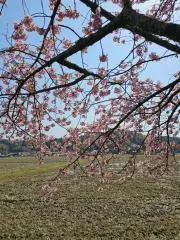 Y.Oの画像