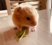 あみぽよの画像