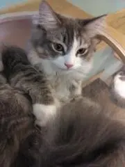 ぴんたんの画像