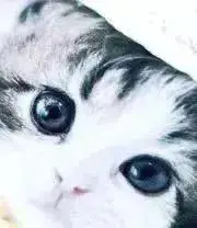 みーたん　プロフ注意事項必読の画像