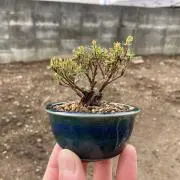Ｋの画像