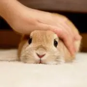 まくいの画像