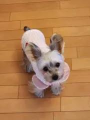 ちきみんぐ