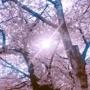 ローズ♡の画像