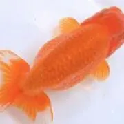 らんちゅう