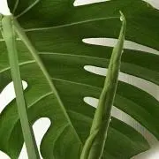 さちおか