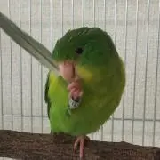 けさりす