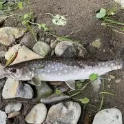 おりゅう