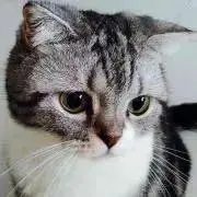 くるりの画像