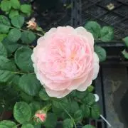 Kameの画像