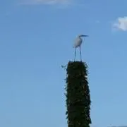 たこの画像