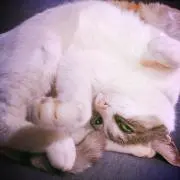 まみの画像