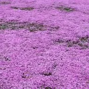 がおがおの画像
